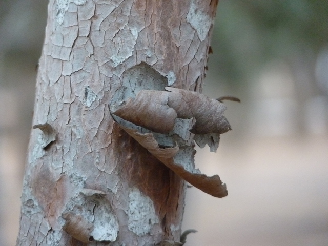 No s'ha trobat l'arxiu